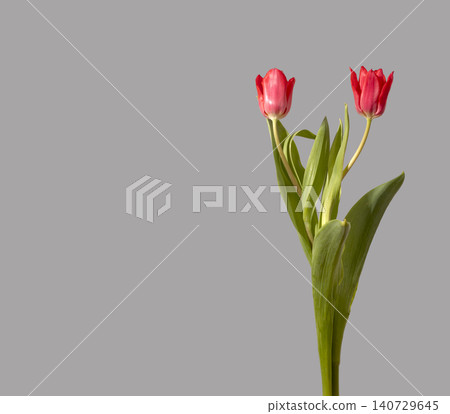 Two red tulip flowers arranged with green stems and leaves on grey background with copy space. Close composition highlighting bright color and paired structure clearly. Floral design concept Two red tulip flowers arranged with green stems and leaves on grey background with copy space. Close composition highlighting bright color and paired structure clearly. Floral design concept 140729645