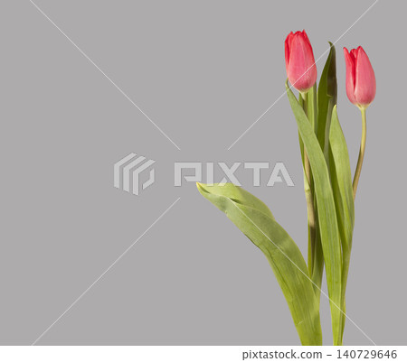 Two red tulip flowers arranged with green leaves on grey background with copy space. Pair blooms placed aside creating banner layout with empty area for text placement. Floral design concept Two red tulip flowers arranged with green leaves on grey background with copy space. Pair blooms placed aside creating banner layout with empty area for text placement. Floral design concept 140729646