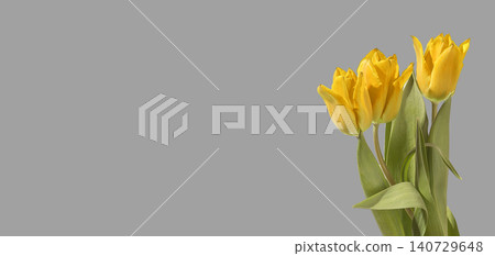 Three yellow tulip flowers arranged with green stems and leaves on grey background with copy space. Composition highlighting bright color and odd number clearly. Floral design concept for Three yellow tulip flowers arranged with green stems and leaves on grey background with copy space. Composition highlighting bright color and odd number clearly. Floral design concept for 140729648