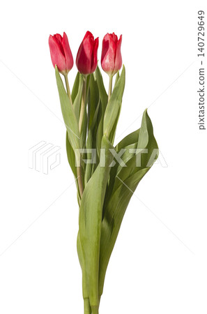 Three red tulip flowers standing upright with green leaves isolated white background. Group blooms positioned vertical showing natural plant structure and fresh appearance clearly. Botanical Three red tulip flowers standing upright with green leaves isolated white background. Group blooms positioned vertical showing natural plant structure and fresh appearance clearly. Botanical 140729649