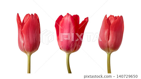 Three red tulip flowers close up with stems isolated white background. Composition highlighting bright color and shape clearly. Floral concept for detail study and spring design.. Three red tulip flowers close up with stems isolated white background. Composition highlighting bright color and shape clearly. Floral concept for detail study and spring design.. 140729650