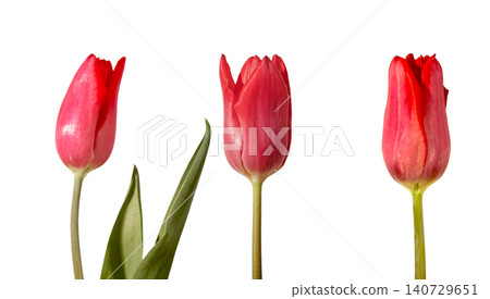 Three red tulip flowers close up buds with green stems and leaves on grey background. Composition highlighting detail texture and bright color clearly. Floral concept for macro botanical Three red tulip flowers close up buds with green stems and leaves on grey background. Composition highlighting detail texture and bright color clearly. Floral concept for macro botanical 140729651