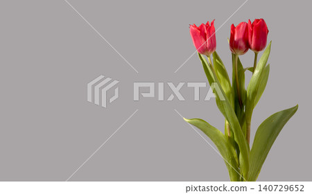 Three red tulip flowers arranged with green stems and leaves on grey background with copy space. Small bouquet composition showing multiple blooms clearly. Floral design concept for spring Three red tulip flowers arranged with green stems and leaves on grey background with copy space. Small bouquet composition showing multiple blooms clearly. Floral design concept for spring 140729652
