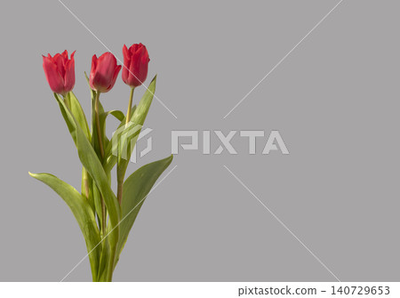 Three red tulip flowers arranged with green stems and leaves on grey background with copy space. Small bouquet composition showing multiple blooms clearly. Floral design concept for spring Three red tulip flowers arranged with green stems and leaves on grey background with copy space. Small bouquet composition showing multiple blooms clearly. Floral design concept for spring 140729653