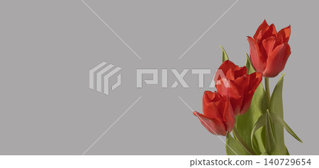 Three red tulip flowers arranged with green stems and leaves on grey background with copy space. Composition highlighting bright color and odd number clearly. Floral design concept for Three red tulip flowers arranged with green stems and leaves on grey background with copy space. Composition highlighting bright color and odd number clearly. Floral design concept for 140729654
