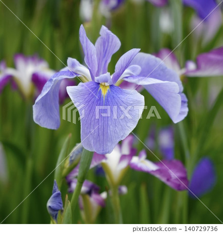 Beautifully blooming pale purple irises Beautifully blooming pale purple irises 140729736