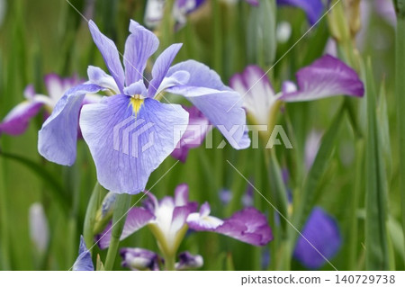 Beautifully blooming pale purple irises Beautifully blooming pale purple irises 140729738