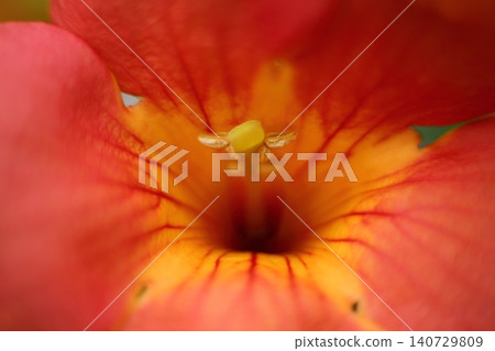 The center of the trumpet vine flower The center of the trumpet vine flower 140729809