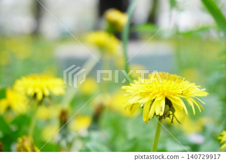 Dandelion and the arrival of spring Dandelion and the arrival of spring 140729917