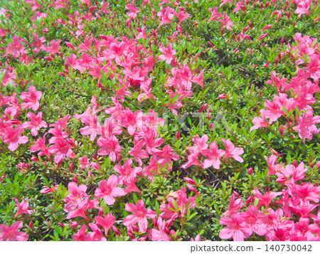 Azaleas blooming vibrantly amidst the fresh greenery of spring - Natural scenery (May 2026) Azaleas blooming vibrantly amidst the fresh greenery of spring - Natural scenery (May 2026) 140730042