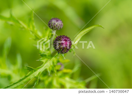 Mysterious thistle buds Mysterious thistle buds 140730047
