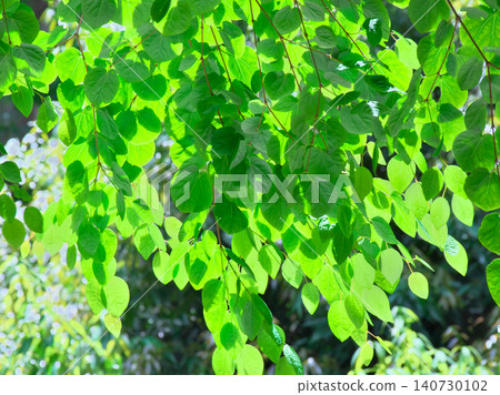 Fresh green leaves in May, shining in the backlight - Natural scenery (May 2026) Fresh green leaves in May, shining in the backlight - Natural scenery (May 2026) 140730102