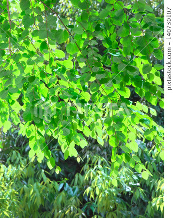 Fresh green leaves in May, shining in the backlight - Natural scenery (May 2026) Fresh green leaves in May, shining in the backlight - Natural scenery (May 2026) 140730107