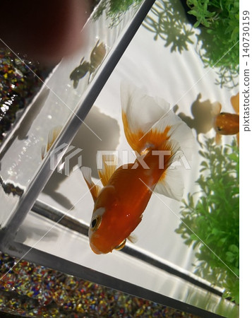 一幅清爽的夏日畫面，從上方俯瞰，展現了一條紅色的金魚和波光粼粼的水面。 140730159