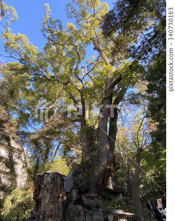 木之宮神社的大樟樹在藍天的襯托下顯得格外醒目:這是靜岡縣熱海市的一個能量點。 木之宮神社的大樟樹在藍天的襯托下顯得格外醒目:這是靜岡縣熱海市的一個能量點。 140730163