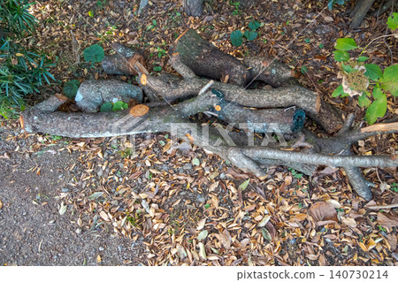tree, garden, ground 140730214