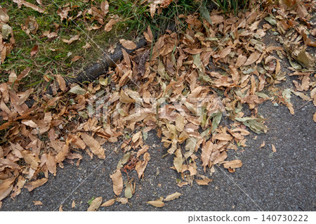 falling leafe, fallen leaves, defoliation 140730222