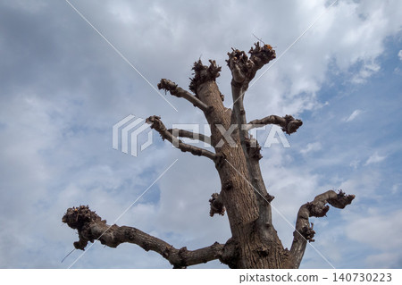 wood, deadwood, dead tree 140730223