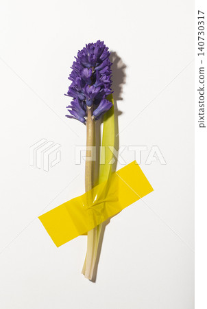 Hyacinth flower attached to wall with tape isolated white background. Botanical element fixed in minimal composition with adhesive detail. Concept of modern floral installation.. Hyacinth flower attached to wall with tape isolated white background. Botanical element fixed in minimal composition with adhesive detail. Concept of modern floral installation.. 140730317