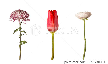 Single stem flowers including chrysanthemum tulip and ranunculus isolated white background. Botanical specimens displayed upright with long stems on clean backdrop. Concept of floral Single stem flowers including chrysanthemum tulip and ranunculus isolated white background. Botanical specimens displayed upright with long stems on clean backdrop. Concept of floral 140730401
