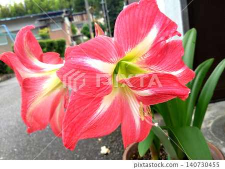 The amaryllis, with its beautiful contrast of bright red and white. The amaryllis, with its beautiful contrast of bright red and white. 140730455