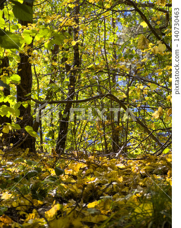 Autumn forest fills frame with yellow and green foliage across branches and trunks. Sunlight filters 140730463