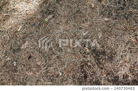 Pine needles cover a forest floor. Dry conifer litter creates a natural ground texture. Useful as a woodland background for nature and environment concepts.. Pine needles cover a forest floor. Dry conifer litter creates a natural ground texture. Useful as a woodland background for nature and environment concepts.. 140730483