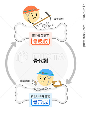 一幅垂直插圖,展示了破骨細胞和成骨細胞的骨代謝過程。 一幅垂直插圖,展示了破骨細胞和成骨細胞的骨代謝過程。 140730516
