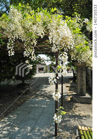 White wisteria flowers White wisteria flowers 140730533