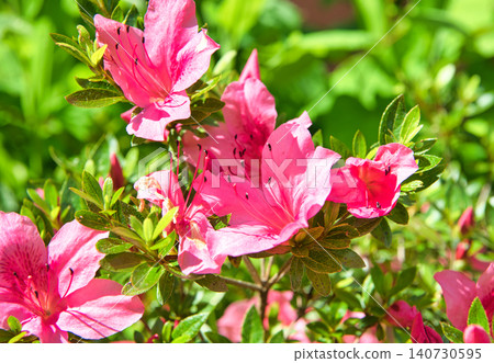 Satsuki's flower Satsuki's flower 140730595