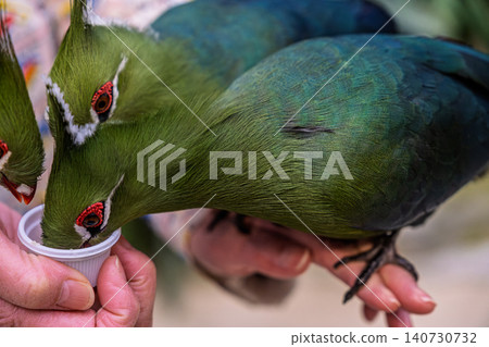 【#動物】蕉鵑 140730732