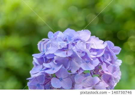 The vibrant purple hydrangea flowers stand out beautifully against the backdrop of fresh greenery. The vibrant purple hydrangea flowers stand out beautifully against the backdrop of fresh greenery. 140730746