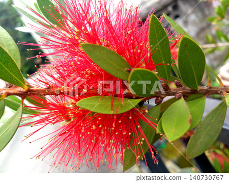 A garden scene in early summer featuring bright red bottlebrush blossoms. A garden scene in early summer featuring bright red bottlebrush blossoms. 140730767