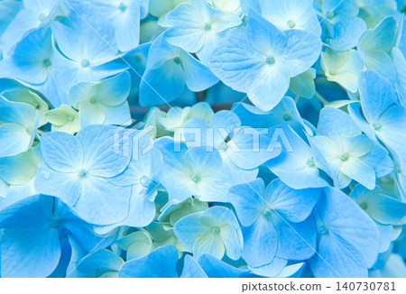 Blue hydrangea flower Blue hydrangea flower 140730781