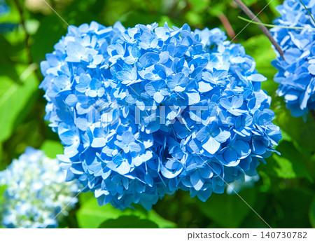 Blue hydrangea flower 140730782