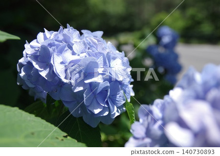 Hydrangeas along the Hydrangea Road Hydrangeas along the Hydrangea Road 140730893