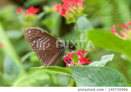 A purple-spotted tiger butterfly perches on a red pentas flower and feeds on its nectar. 140730966