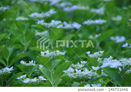 White hydrangea White hydrangea 140731048