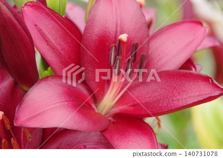 紅百合花 紅百合花 140731078