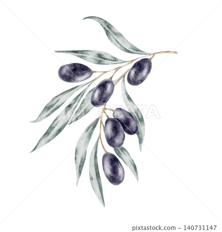 Dark purple olives with layered sage-green leaves in a botanical arrangement, watercolor clipart ideal for olive oil branding, food packaging, skincare labels, invitation design Dark purple olives with layered sage-green leaves in a botanical arrangement, watercolor clipart ideal for olive oil branding, food packaging, skincare labels, invitation design 140731147