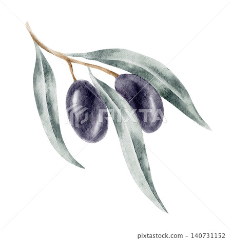 Large black olives with long silvery leaves on a sweeping botanical stem, watercolor clipart created for premium packaging, agricultural branding, food labels, stationery design Large black olives with long silvery leaves on a sweeping botanical stem, watercolor clipart created for premium packaging, agricultural branding, food labels, stationery design 140731152