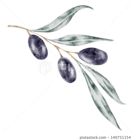 Dark olives paired with elegant blue-green leaves on a curved branch, watercolor illustration ideal for olive oil labels, gourmet packaging, restaurant branding, cookbook graphics Dark olives paired with elegant blue-green leaves on a curved branch, watercolor illustration ideal for olive oil labels, gourmet packaging, restaurant branding, cookbook graphics 140731154