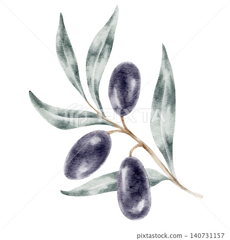 Black olives and muted green foliage arranged along a slender twig, watercolor illustration suitable for organic branding, olive oil packaging, cosmetic labels, recipe publications Black olives and muted green foliage arranged along a slender twig, watercolor illustration suitable for organic branding, olive oil packaging, cosmetic labels, recipe publications 140731157