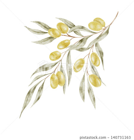 Light green olives clustered among soft silvery leaves, watercolor illustration suitable for cosmetic packaging, organic product labels, Mediterranean branding, invitation artwork, and surface pattern 140731163