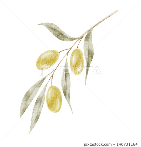 Yellow green olives hanging from a slender leafy twig, watercolor clipart designed for gourmet food packaging, olive oil labels, agricultural branding, stationery layouts 140731164