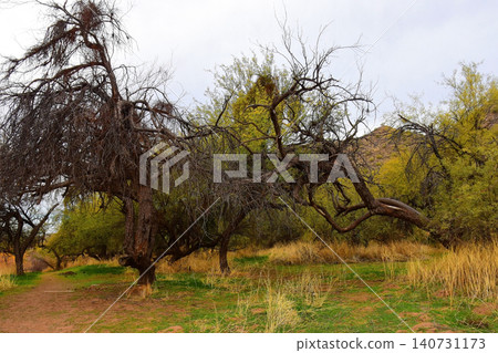 Salt River Recreation Area Arizona Salt River Recreation Area Arizona 140731173
