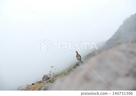 A ptarmigan stands serenely on a mountain slope shrouded in mist. A ptarmigan stands serenely on a mountain slope shrouded in mist. 140731306