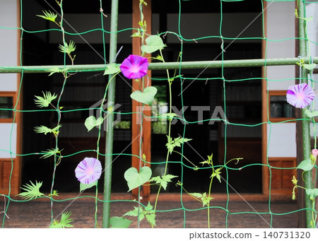 Morning glory Morning glory 140731320