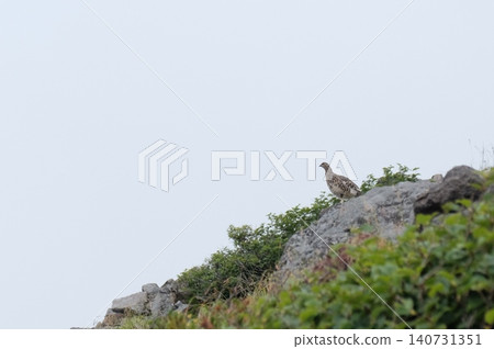 一隻雷鳥靜靜地站在山坡上,俯瞰著霧濛濛的天空。 一隻雷鳥靜靜地站在山坡上,俯瞰著霧濛濛的天空。 140731351