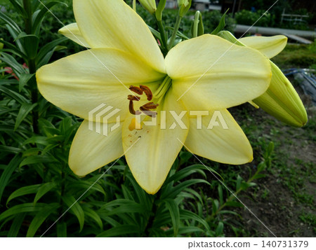 一張百合花的特寫照片,花朵呈現美麗的淡奶油色。 一張百合花的特寫照片,花朵呈現美麗的淡奶油色。 140731379